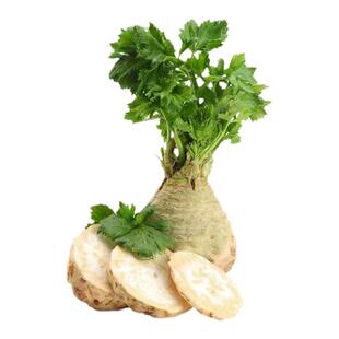 山东寿光根芹苗秧苗子大疙瘩老桩种球西芹洋芹苗子阳台盆栽蔬菜