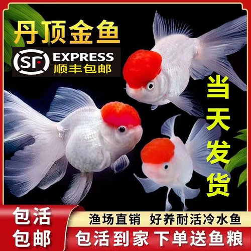新款鹤顶红金鱼活鱼观赏鱼耐活好养大眼金鱼龙睛蝶尾家养金鱼鸿运