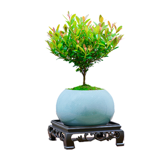 小叶赤楠盆景老桩植物办公室绿植室内盆栽好养活四季常青绿色植物