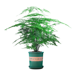 大文竹盆栽老桩精品植物四季好养大棵文竹室内阳台大型绿植盆景