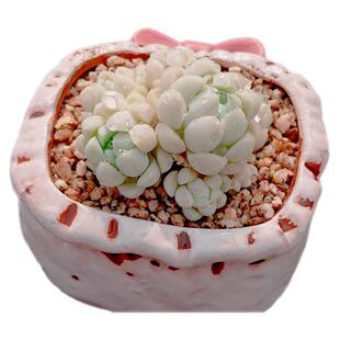 【一物一拍】阿尔卑斯厚叶月影群生捧花多肉植物盆栽绿植满28包邮