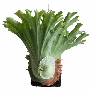 女王鹿角蕨板植何其美象耳马圆鹿角蕨热植推荐挂板鹿角蕨板植成品