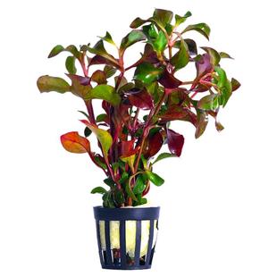 鱼缸真水草造景活阴性绿藻球净水懒人水兰莫斯养鱼生沉木植物套餐