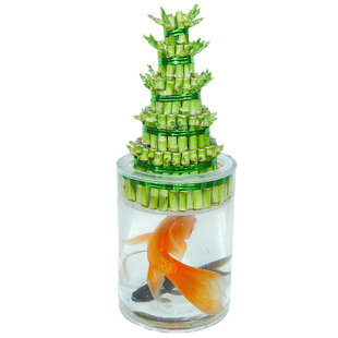 节节高富贵竹水培植物办公室绿植步步高转开运竹文昌塔型桌面好养