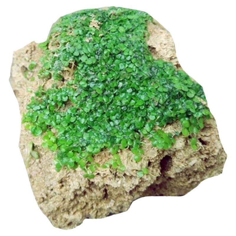假山草籽草种子上水石心形混装