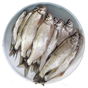 小白条鱼新鲜活鱼现杀淡水杂鱼餐条鱼刁子鱼翘嘴鱼商用油炸小河鱼