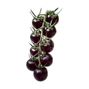 顺丰黑珍珠番茄新鲜现摘巧克力西红柿生吃山东寿光黑钻小番茄沙瓤