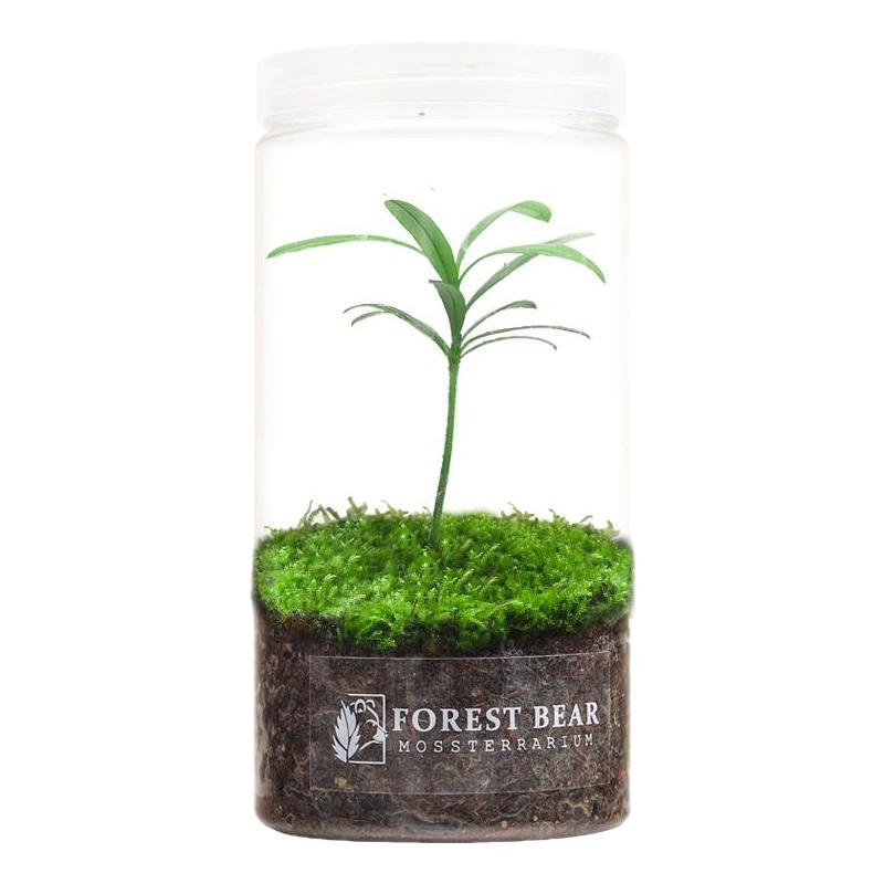 苔藓微景观桌面小绿植室内植物