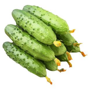 正宗东北绿心旱黄瓜新鲜现摘水果小黄瓜生吃脆甜蘸酱蔬菜脆嫩青瓜