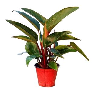 大叶落地绿植红钻金钻盆栽花卉办公室家庭阳台客厅净化空气四季青