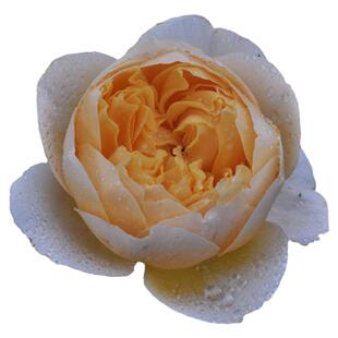 浩田花苑夏洛特Charlotte)灌木小藤本月季庭院花园阳台玫瑰花种苗