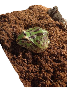 无菌椰土垫材乌龟冬眠蜘蛛蝎子爬虫角蛙蜗牛保湿苔藓免泡直接用