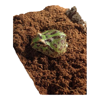 无菌椰土垫材乌龟冬眠蜘蛛蝎子爬虫角蛙蜗牛保湿苔藓免泡直接用