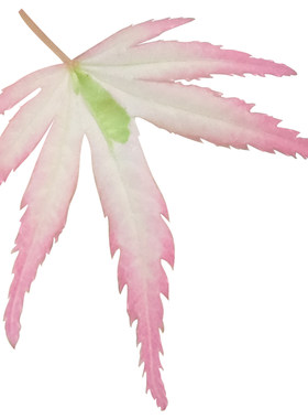 花园鳗日本枫树蝴蝶锦粉色斑叶槭