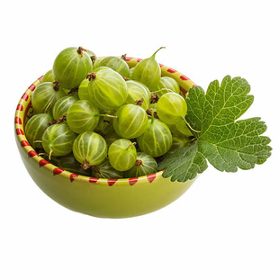 东北红醋栗果树苗盆栽灯笼果苗鹅莓红阳台地栽新品种花园当年结果