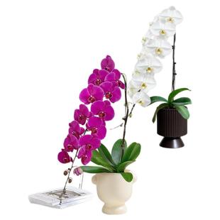 蝴蝶兰龙兰安娜黄金甲带花苞大苗客厅室内植物兰花卉四季好养