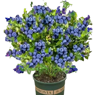 l25蓝莓苗果树果苗盆栽带果优瑞卡薄雾车厘子大树苗北方南方种植