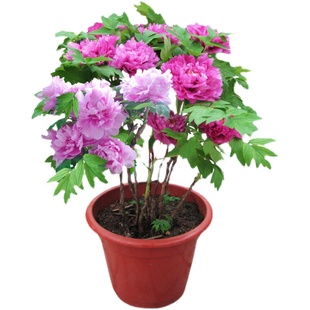 重瓣天竺葵种子不耐热庭院室内室外花种子籽洋绣球观花盆栽花卉