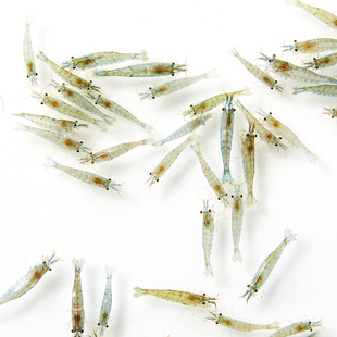 成年大号黑壳虾鱼缸清洁冷水宠物观赏中华小长臂虾淡水除藻工具虾