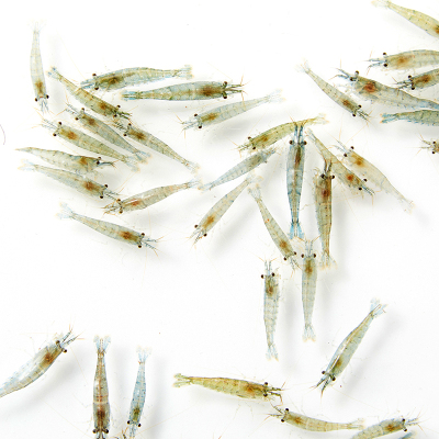 成年大号黑壳虾鱼缸清洁冷水宠物观赏中华小长臂虾淡水除藻工具虾