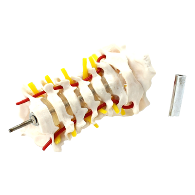 ENOVO颐诺人体颈椎模型关节