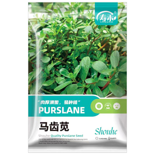 马齿苋种子野生野菜种子菜籽长寿菜种子野生马齿苋籽保健蔬菜种子