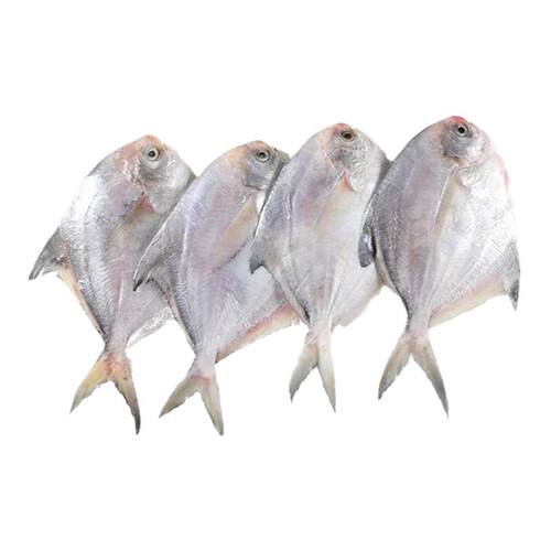 鲜货白鲳鱼一斤8条冰鲜小鲳鱼平鱼扁鲳鱼海鲜海捕深海鱼银鲳鱼鲜