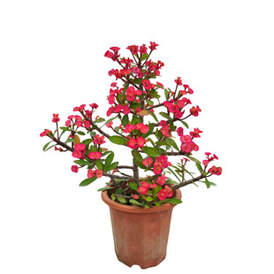 四季开花好养盆栽耐旱暴晒花卉无刺虎刺梅粉色铁海棠大棵阳台庭院