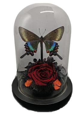 绿带翠凤蝶森林绿皇后真蝴蝶标本艺术玻璃罩摆件手工生日收藏礼物