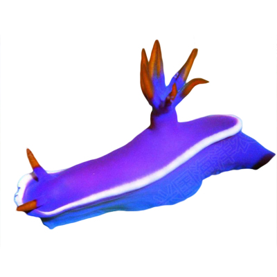 活体紫海兔蓝幻彩海兔海水鱼珊瑚