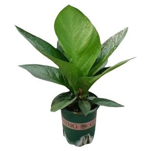 新品种聚宝盆鸟巢花烛绿植小盆栽花卉办公室内桌面植物观叶好养