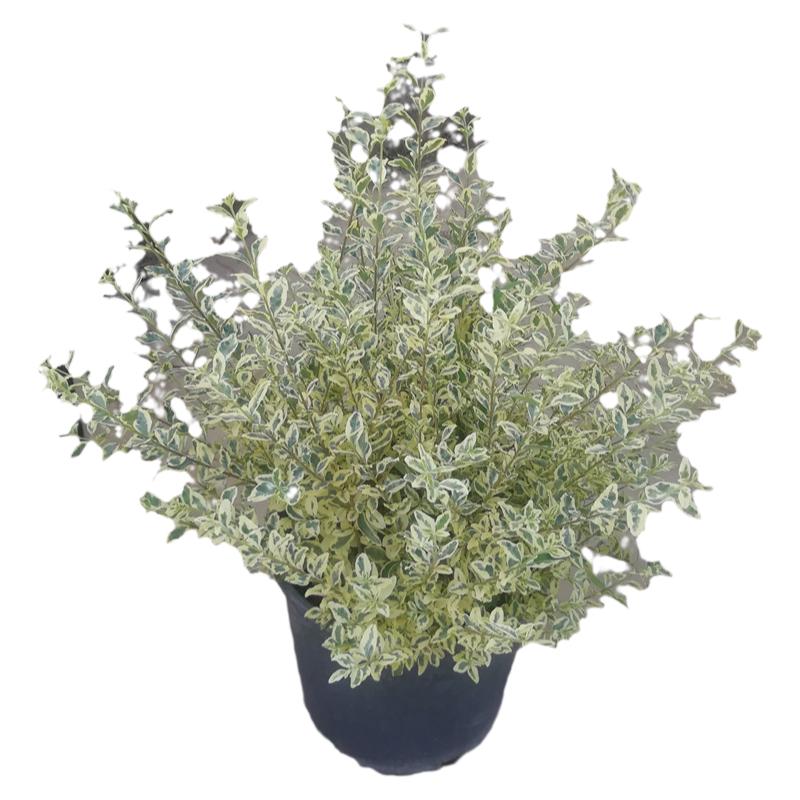 小蜡严寒抗污染花园植物彩叶灌木