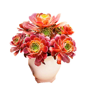 美杜莎法师多肉植物新手小苗好养黑法师室内阳台绿植盆栽