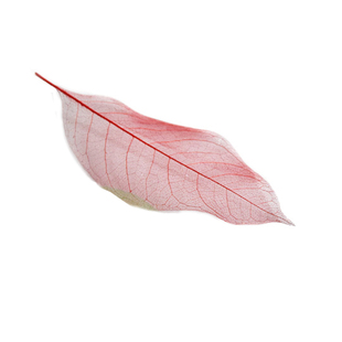 天然玉兰叶脉叶书签创意植物树叶干花标本古典中国风学生用小礼物