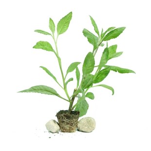 食用盆栽明月草苗明月草金鸡毛泰国仙草富贵菜白凤菜白背三七鲜叶