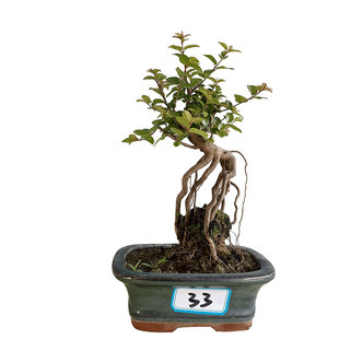 微型雀梅造景植物室内净化空气造形美观阳台盆景绿植耐寒木本直销