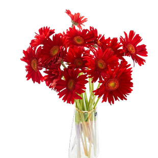 弗朗花云南昆明基地直发非洲菊鲜花直批家用水养插花扶朗速递同城