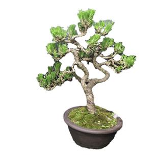 老盆小老桩黑松盆景暴皮针叶短四季常青一图一拍造型迎客松