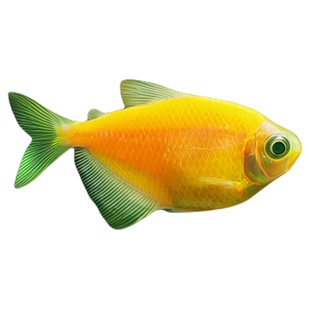 柠檬天使鱼观赏鱼大号淡水热带鱼小型鱼金鱼活鱼好养耐活七彩鱼