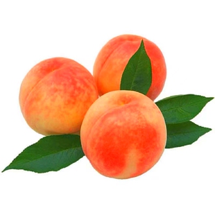 当年新采毛桃树种子野生毛桃核桃树种子嫁接果树用砧木山杏种籽子