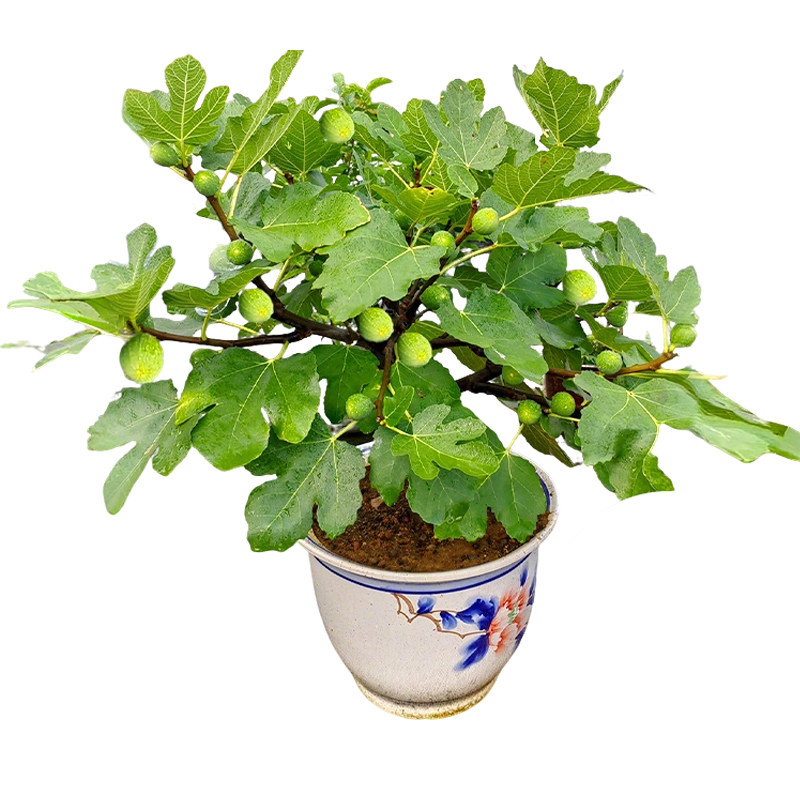 威海青皮无花果树果苗盆栽特大果老桩阳台种植水果树庭院当年结果