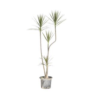 步步高升青叶千年木客厅绿植办公室盆栽造型龙血树室内好养大植物