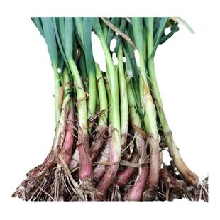四川农家现挖新鲜蒜苗红皮小蒜苗青梗红根家乡味新鲜蔬菜3斤5斤