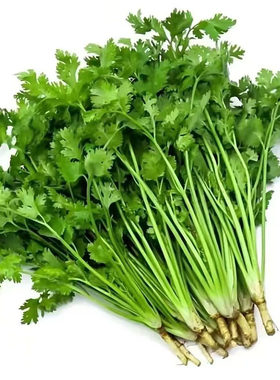 四季大叶香菜速生香菜浓香高产三天生香菜农家种香菜新鲜蔬菜大全
