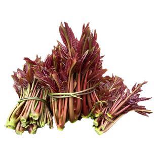 2026大竹红油香椿芽新鲜现摘现发3斤装正宗四川野生头茬香春嫩芽