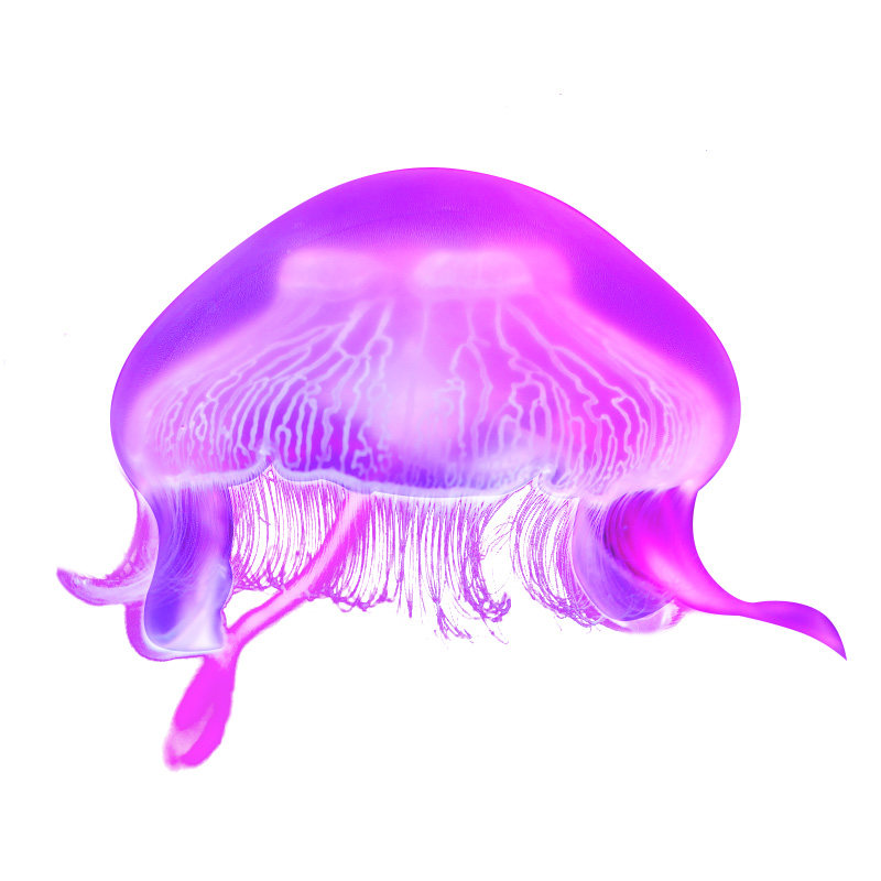 梦幻透明减压情调水母活体
