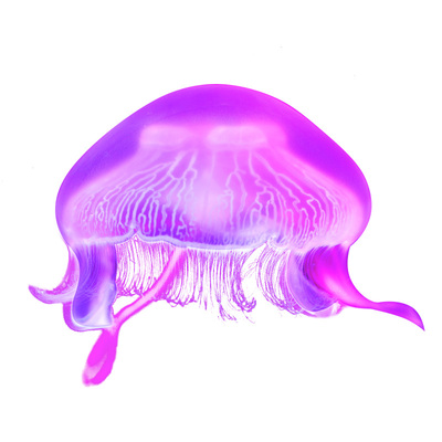 梦幻透明减压情调水母活体