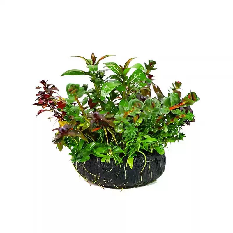 混合坨草鱼缸造景专用植物