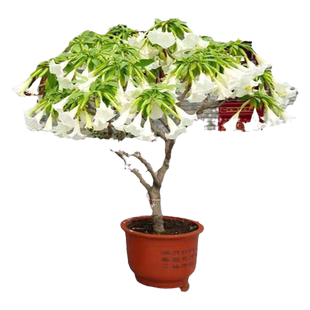 曼陀罗花吊钟花树苗多色蔓陀螺花盆栽大喇叭耐寒耐热多年开花植物