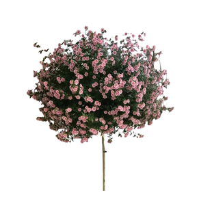 木槿花盆栽重瓣薄荷木槿大木槿树花苗耐寒四季开花卉盆栽庭院阳台